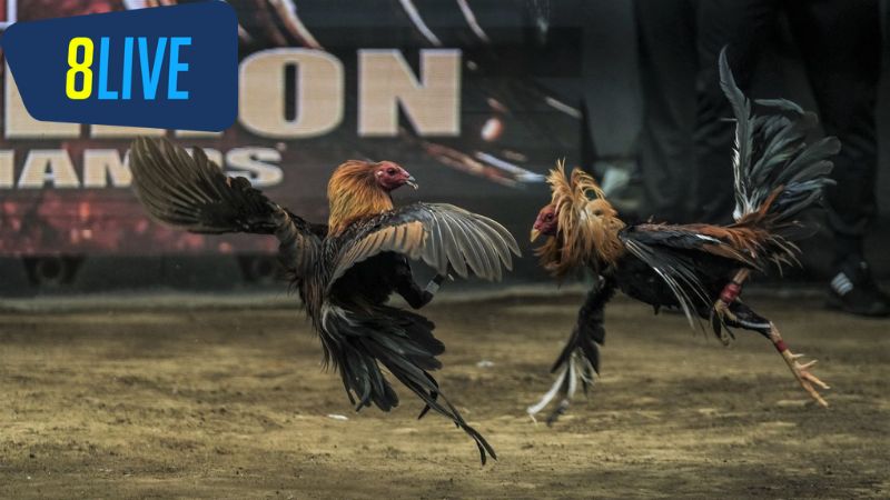 Tác động kinh tế từ đá gà